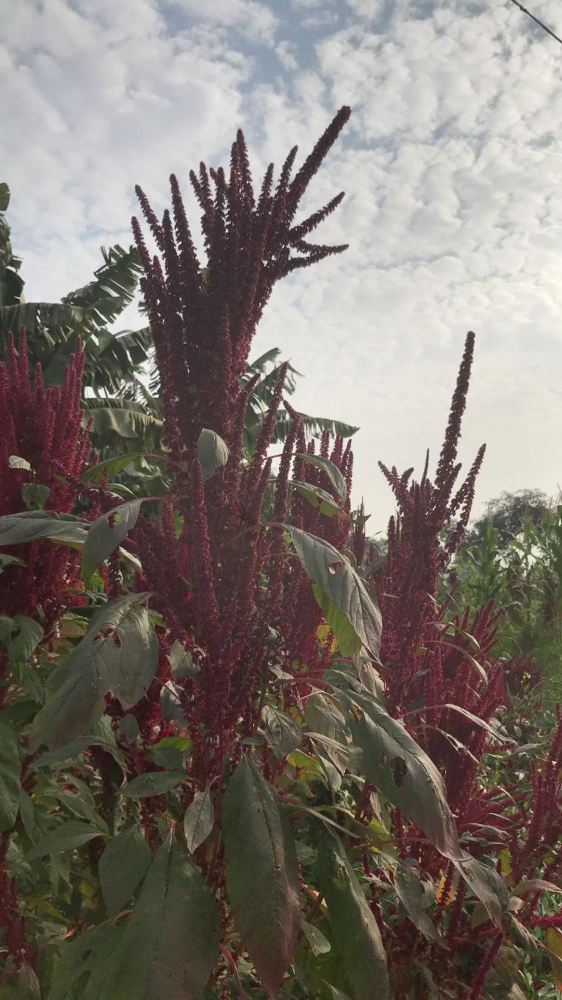 Tekri Farms And Retreat Otel Ujjain Dış mekan fotoğraf